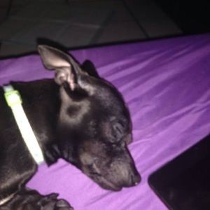 Meet your Posher, Thomas